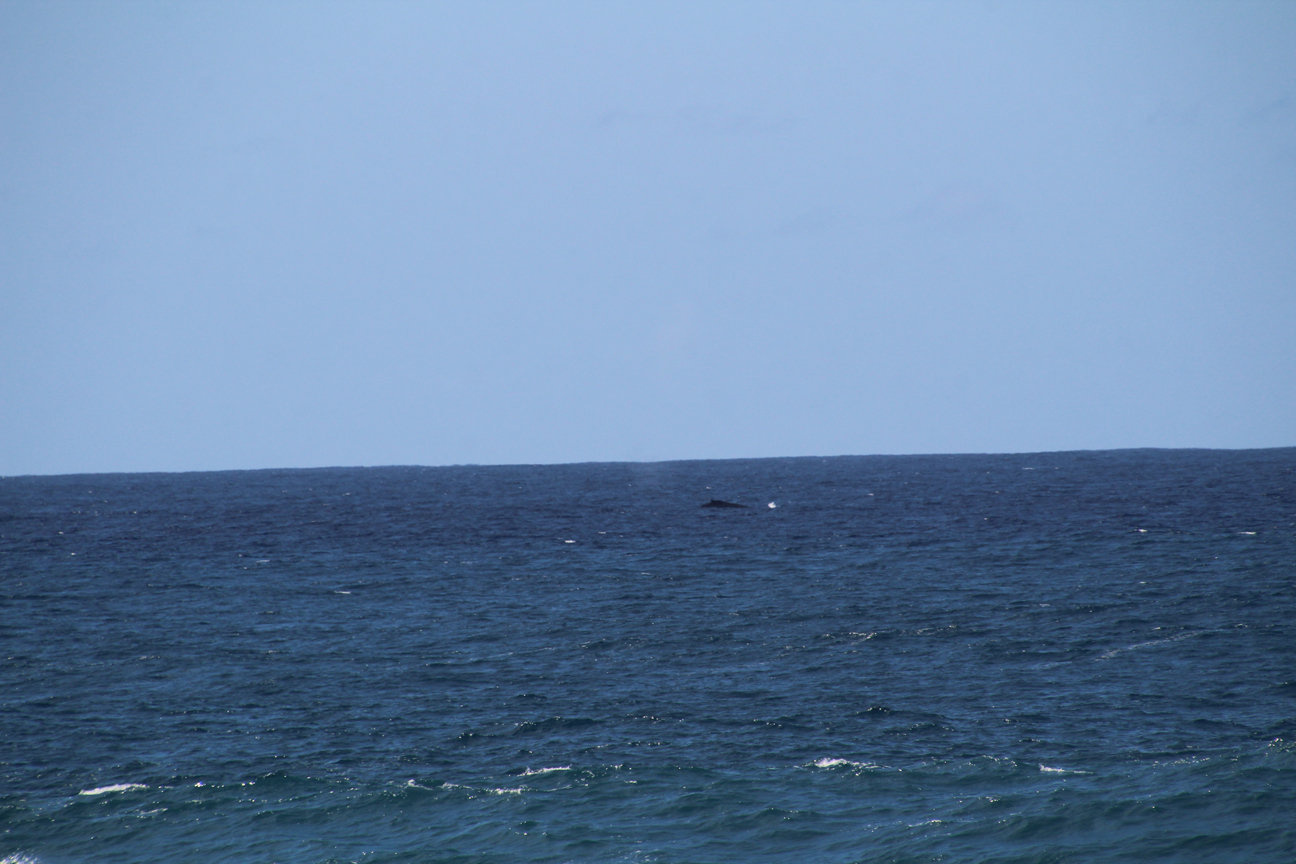 Whales at Pipeline